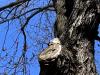 Albino Squirrel